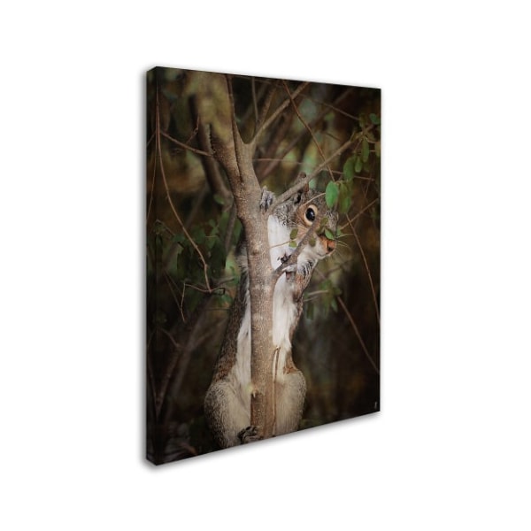 Jai Johnson 'Camera Shy Squirrel' Canvas Art,18x24